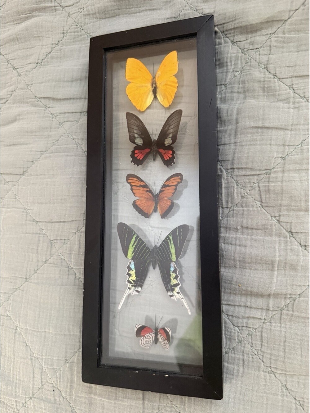 Butterfly Display